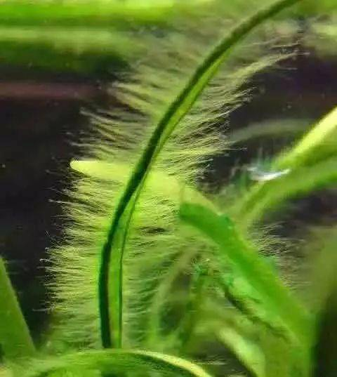 伊乐藻种植方法图片