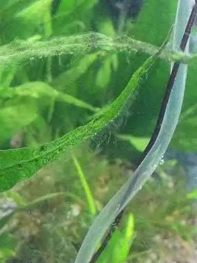 伊乐藻种植方法图片