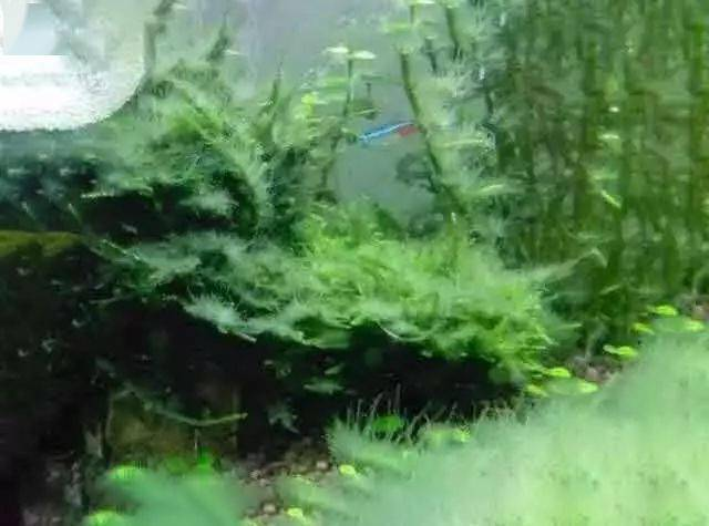 伊乐藻种植方法图片