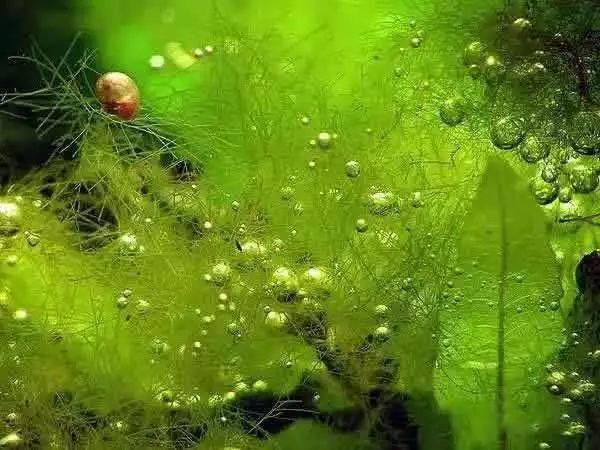 伊乐藻种植方法图片