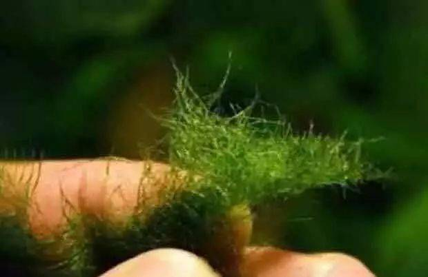 伊乐藻种植方法图片