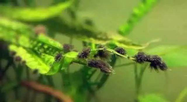 伊乐藻种植方法图片