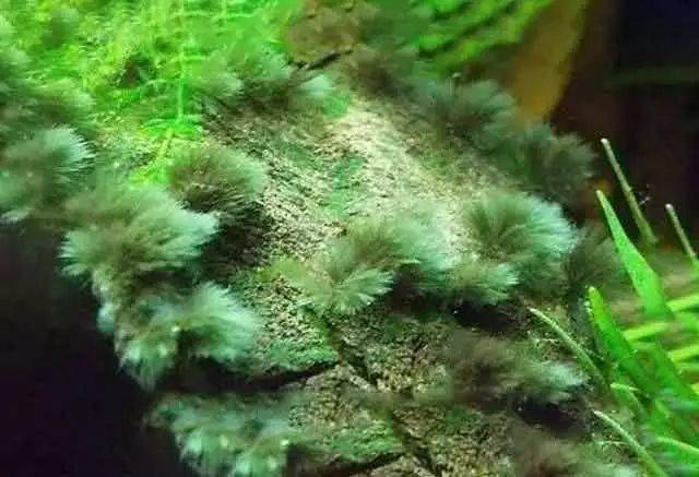 伊乐藻种植方法图片