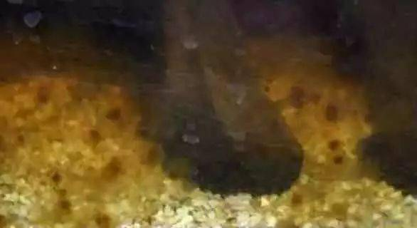 伊乐藻种植方法图片