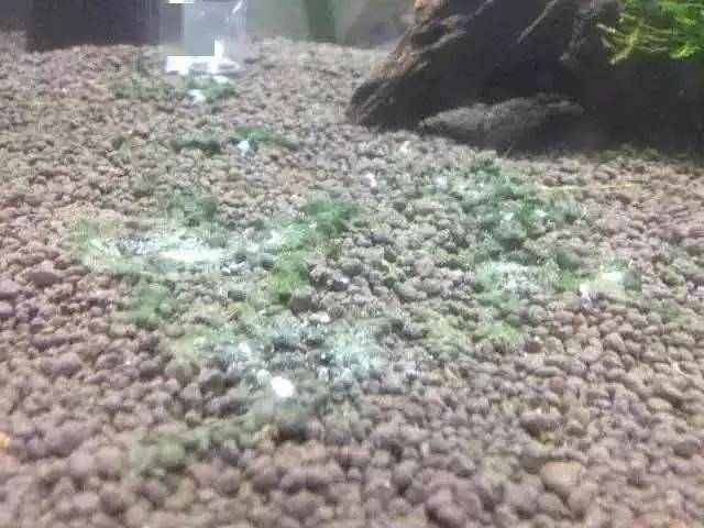 伊乐藻种植方法图片