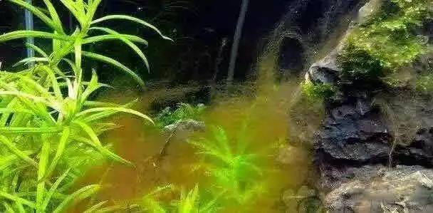 伊乐藻种植方法图片