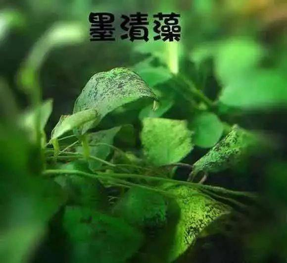 伊乐藻种植方法图片