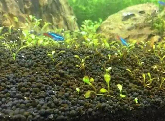 伊乐藻种植方法图片