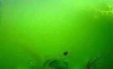 伊乐藻种植方法图片