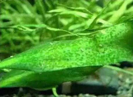 伊乐藻种植方法图片