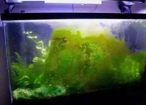 伊乐藻种植方法图片