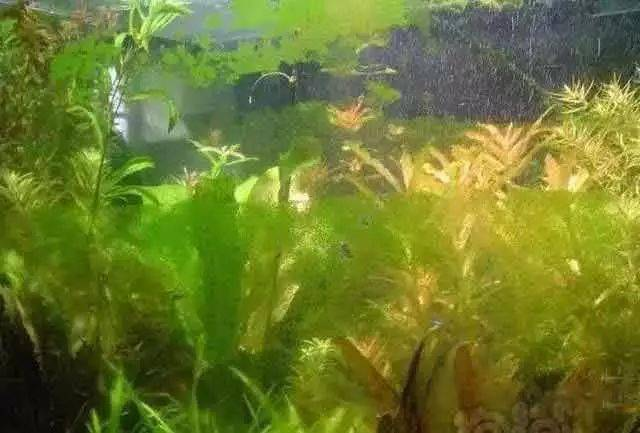 伊乐藻种植方法图片