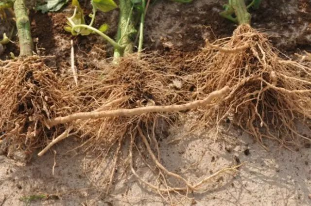 蕃茄如何种植技术