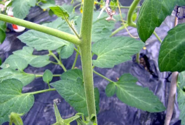 蕃茄如何种植技术