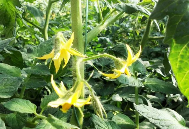 蕃茄如何种植技术