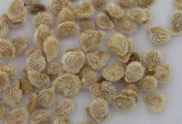 蕃茄如何种植技术