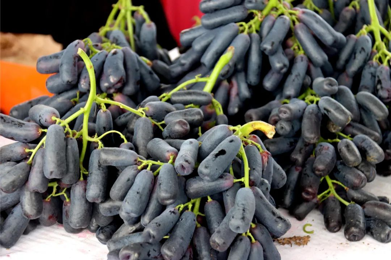 云南宾川红提葡萄种植技术