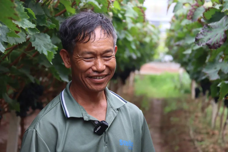 云南宾川红提葡萄种植技术