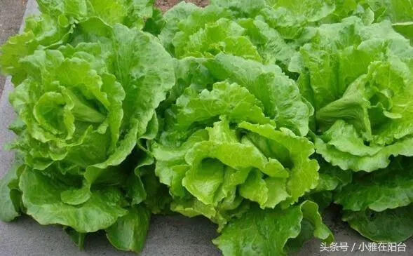 一分钟学会阳台种生菜,冬天也能种出绿油油的大生菜,漂亮又美味