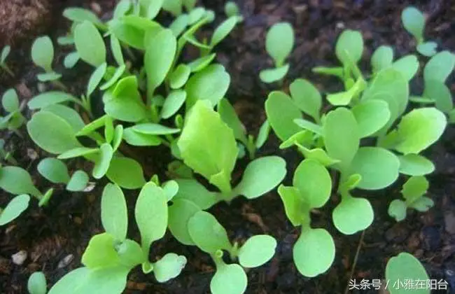 伊乐藻种植方法图片