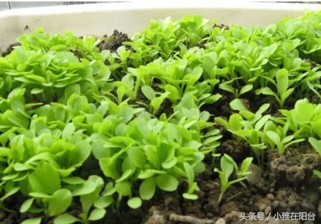 伊乐藻种植方法图片