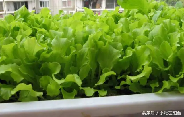 伊乐藻种植方法图片