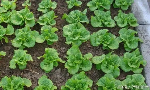 伊乐藻种植方法图片