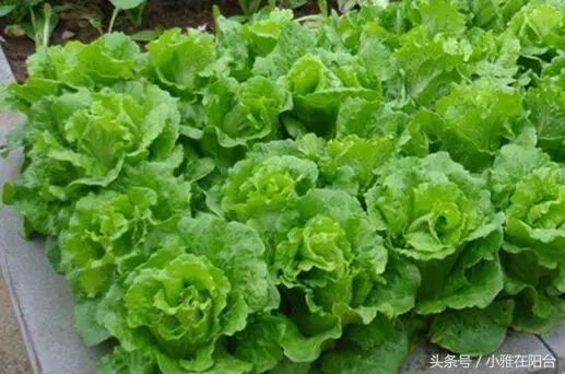 伊乐藻种植方法图片