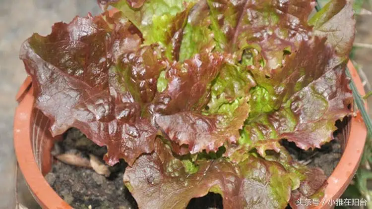 伊乐藻种植方法图片