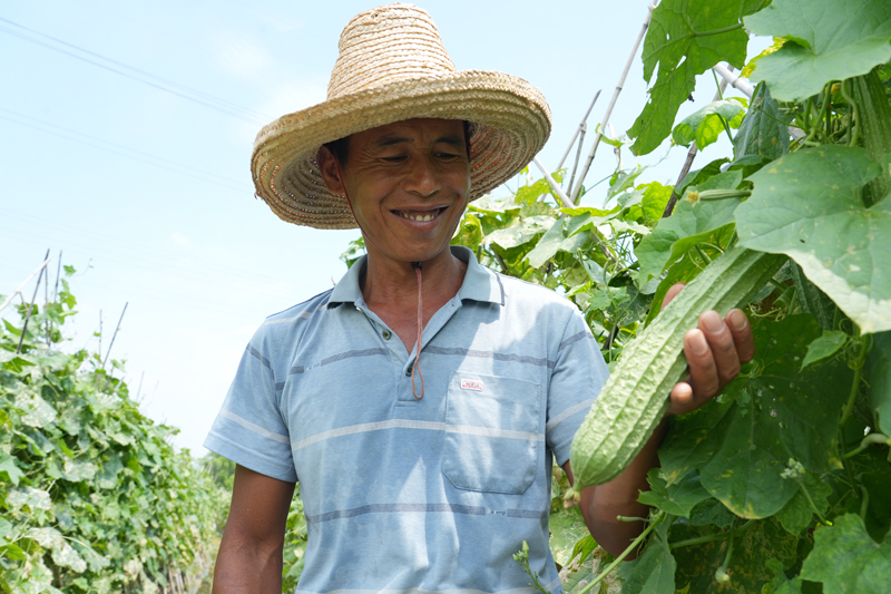 广东水瓜的种植方法