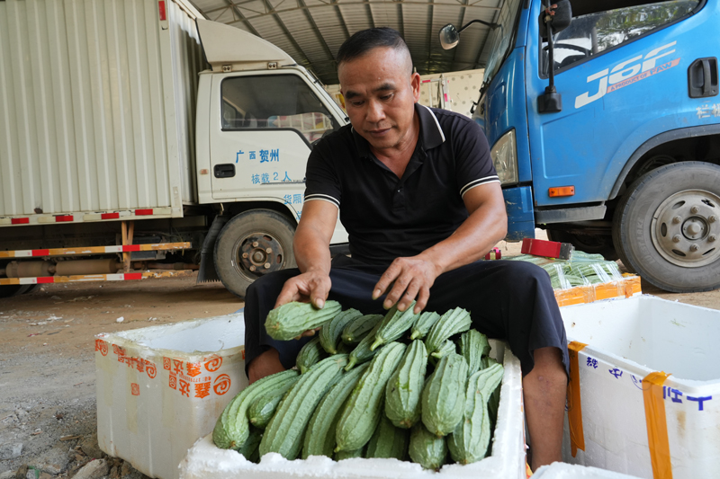 广东水瓜的种植方法