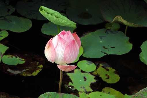 碗莲的种植方法详 65533