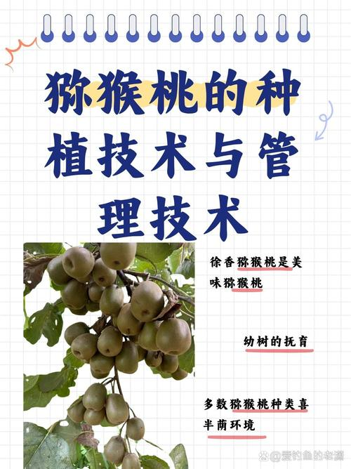 狝猴桃种植技术