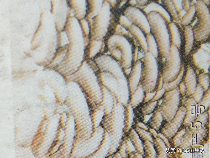 最新平菇种植技术