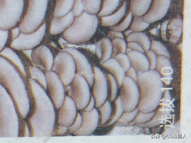 最新平菇种植技术