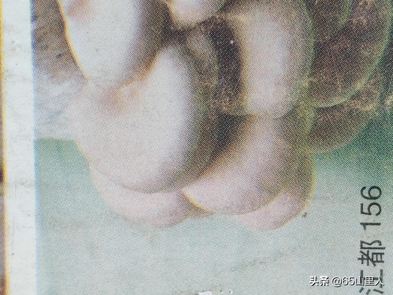 最新平菇种植技术