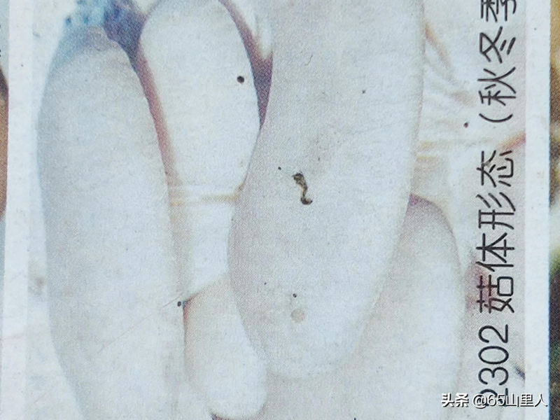 最新平菇种植技术