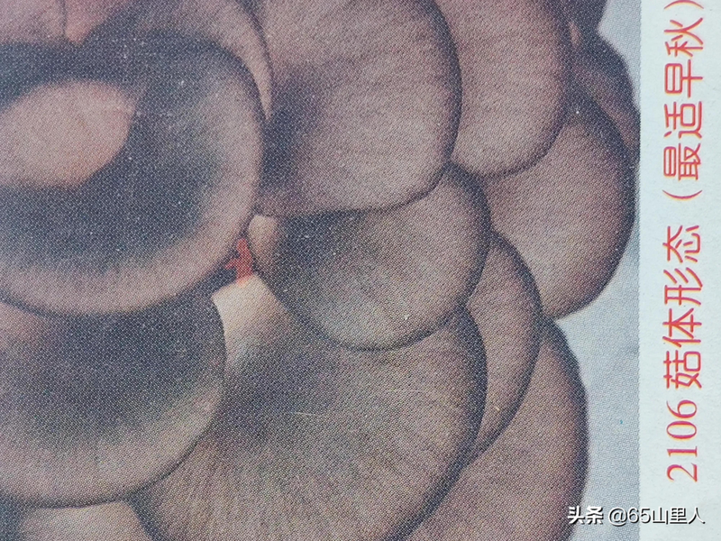 最新平菇种植技术