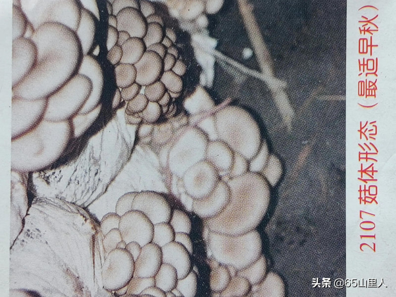 最新平菇种植技术