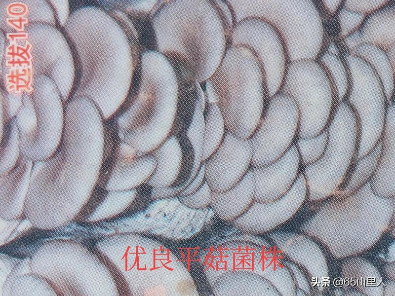 最新平菇种植技术