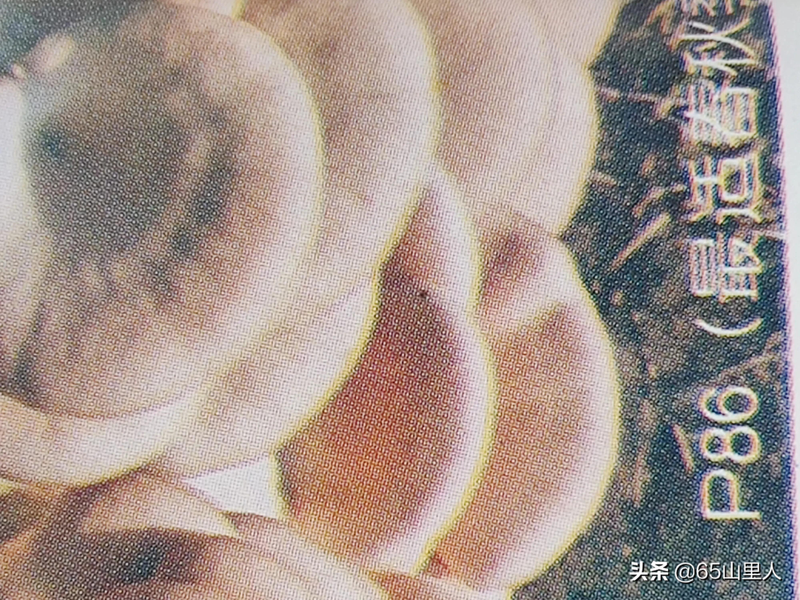 最新平菇种植技术