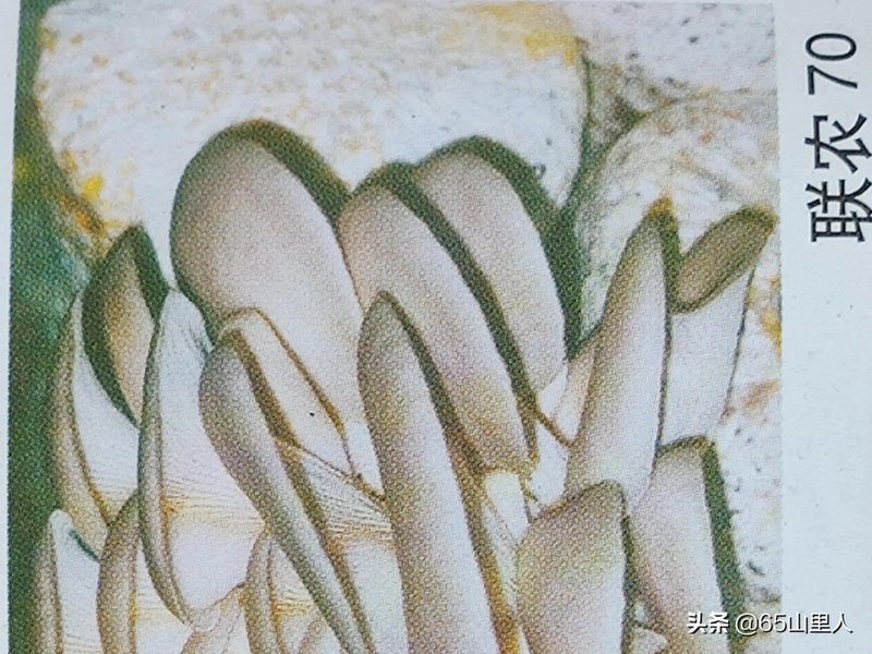 最新平菇种植技术