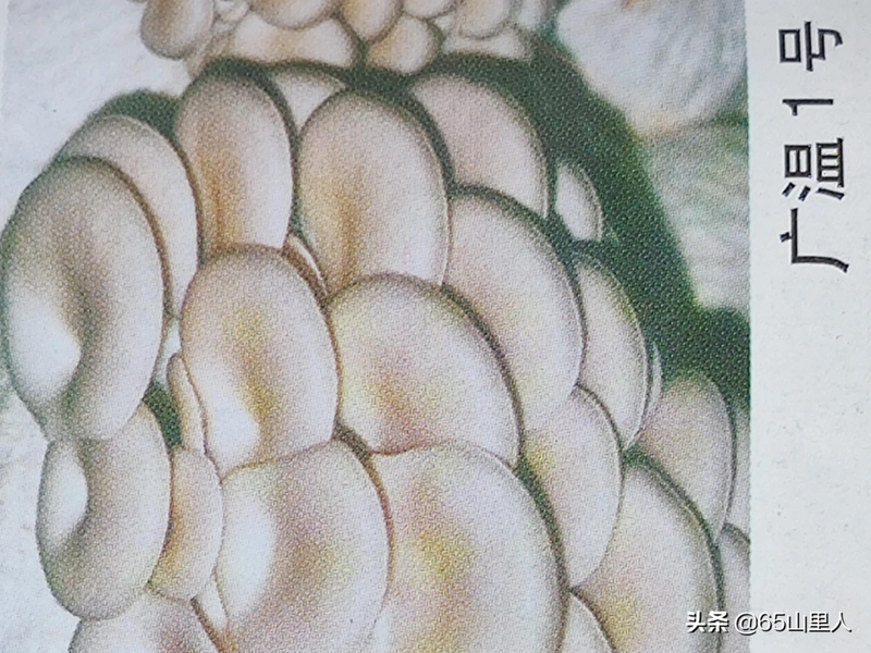 最新平菇种植技术