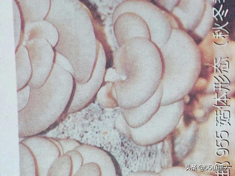 最新平菇种植技术