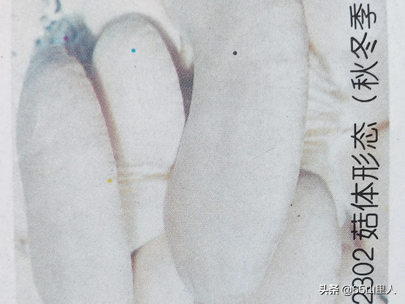 最新平菇种植技术