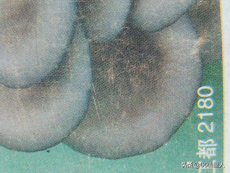 最新平菇种植技术