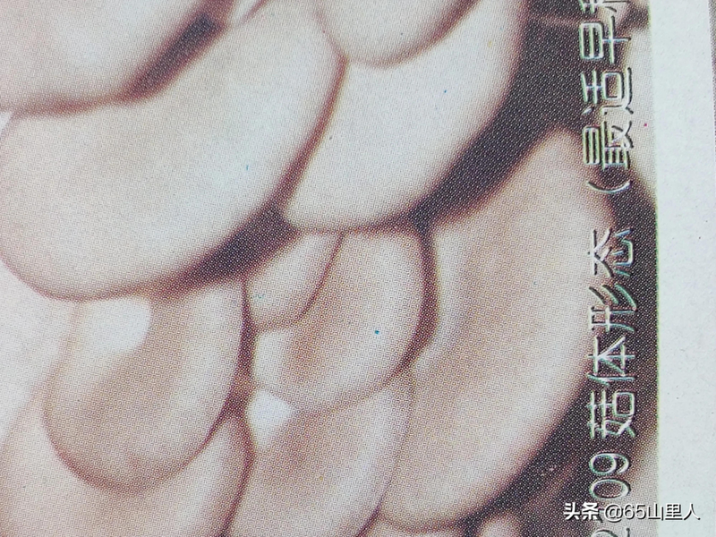 最新平菇种植技术