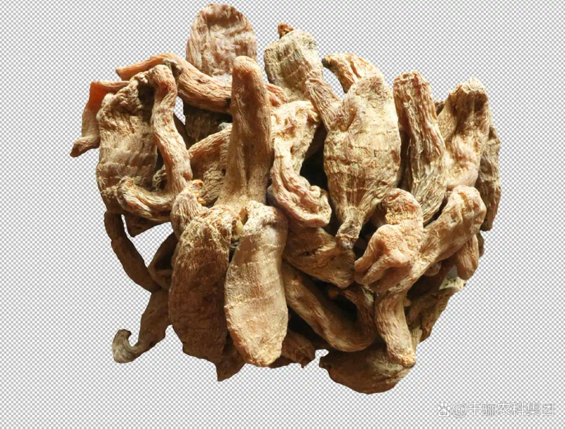 天麻人工种植技术