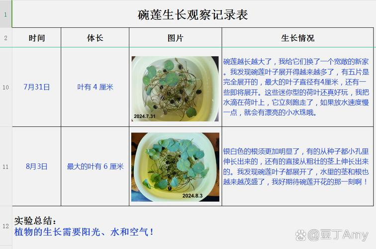 碗莲的种植方法详 65533