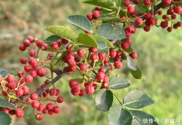 花椒的种植方法